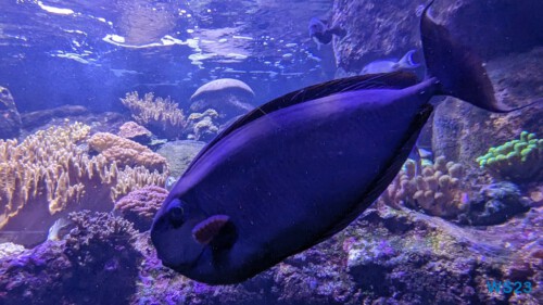 Aquarium de La Réunion Le Port 23.11.30 Katamarane und Traumstrände auf Mauritius Seychellen Madagaskar AIDAblu 015 Aquarium de La Réunion Le Port 23.11.30 Katamarane und Traumstrände auf Mauritius Seychellen Madagaskar AIDAblu 015