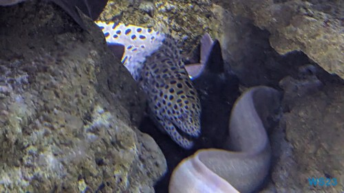 Aquarium de La Réunion Le Port 23.11.30 Katamarane und Traumstrände auf Mauritius Seychellen Madagaskar AIDAblu 022 Aquarium de La Réunion Le Port 23.11.30 Katamarane und Traumstrände auf Mauritius Seychellen Madagaskar AIDAblu 022