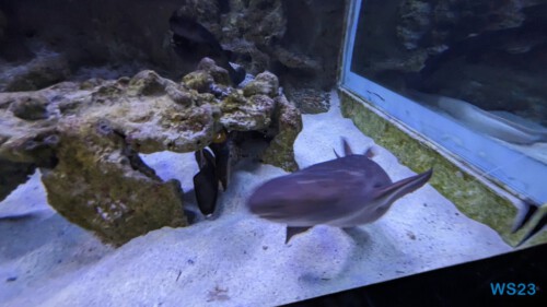 Aquarium de La Réunion Le Port 23.11.30 Katamarane und Traumstrände auf Mauritius Seychellen Madagaskar AIDAblu 031 Aquarium de La Réunion Le Port 23.11.30 Katamarane und Traumstrände auf Mauritius Seychellen Madagaskar AIDAblu 031