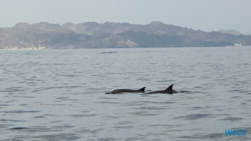 Muscat 23.04.18 Von Arabien durch den Suezkanal zu Mittelmeerinseln AIDAcosma 019 Muscat 23.04.18 Von Arabien durch den Suezkanal zu Mittelmeerinseln AIDAcosma 019