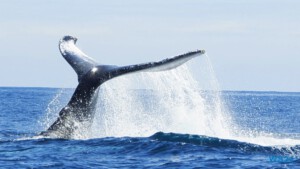 Walbeobachtung Samaná 24.02.25 Traumhafte Strände und Wale in Mittelamerika und Karibik AIDAluna 036