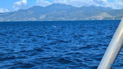 Roseau 24.12.01 Zu Fuß mit Taxi Fähre Boot Bus zu karibischen Stränden AIDAperla 006