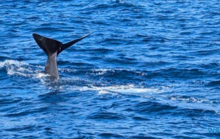 Roseau 24.12.01 Zu Fuß mit Taxi Fähre Boot Bus zu karibischen Stränden AIDAperla 008