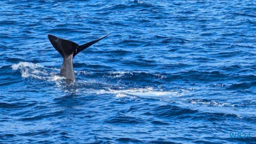 Roseau 24.12.01 Zu Fuß mit Taxi Fähre Boot Bus zu karibischen Stränden AIDAperla 008