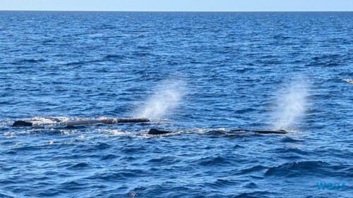 Roseau 24.12.01 Zu Fuß mit Taxi Fähre Boot Bus zu karibischen Stränden AIDAperla 013