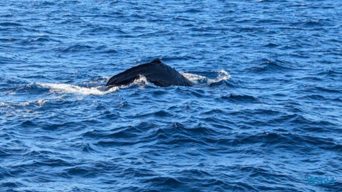Roseau 24.12.01 Zu Fuß mit Taxi Fähre Boot Bus zu karibischen Stränden AIDAperla 018