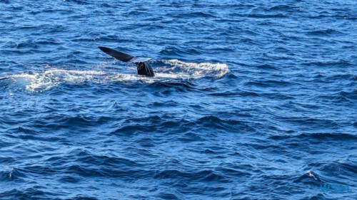 Roseau 24.12.01 Zu Fuß mit Taxi Fähre Boot Bus zu karibischen Stränden AIDAperla 019