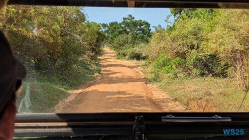 Yala Nationalpark Hambantota 25.05.11 Begeistert zum ersten Mal in Südostasien AIDAstella 033 Yala Nationalpark Hambantota 25.05.11 Begeistert zum ersten Mal in Südostasien AIDAstella 033