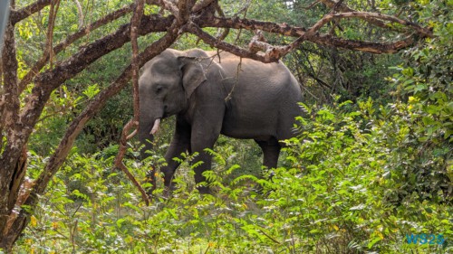 Yala Nationalpark Hambantota 25.05.11 Begeistert zum ersten Mal in Südostasien AIDAstella 043 Yala Nationalpark Hambantota 25.05.11 Begeistert zum ersten Mal in Südostasien AIDAstella 043