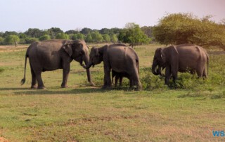 Yala Nationalpark Hambantota 25.05.11 Begeistert zum ersten Mal in Südostasien AIDAstella 071