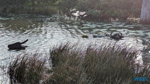 Yala Nationalpark Hambantota 25.05.11 Begeistert zum ersten Mal in Südostasien AIDAstella 094 Yala Nationalpark Hambantota 25.05.11 Begeistert zum ersten Mal in Südostasien AIDAstella 094
