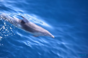 Delfin vor Korfu 17.10.10 - Historische Städte an der Adria Italien, Korfu, Kroatien AIDAblu