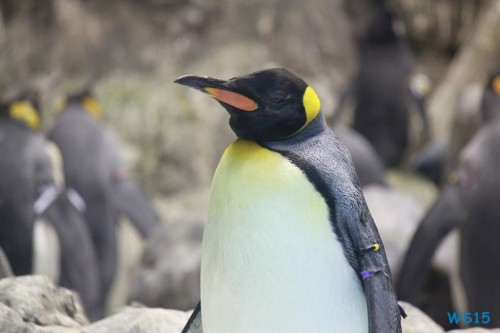 Loro Parque Teneriffa 14.11.07 – Mallorca nach Gran Canaria AIDAblu Kanaren 350 Loro Parque Teneriffa 14.11.07 - Mallorca nach Gran Canaria AIDAblu Kanaren